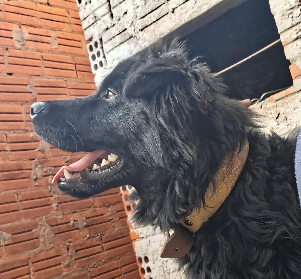 Urso, cachorro de porte grande para adoção em Santa Rosa - RS