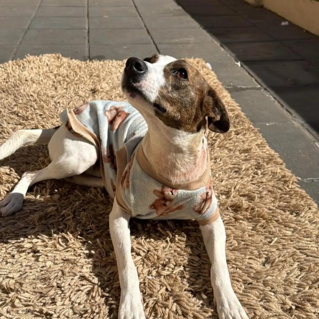 Lúcio, cachorro de porte médio para adoção em Santa Rosa - RS