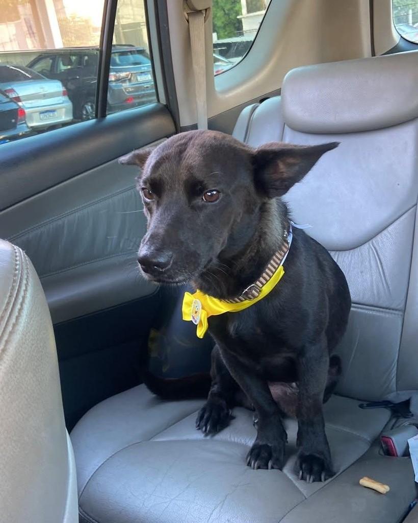 Tedy, cachorro de porte médio para adoção em Santa Rosa - RS