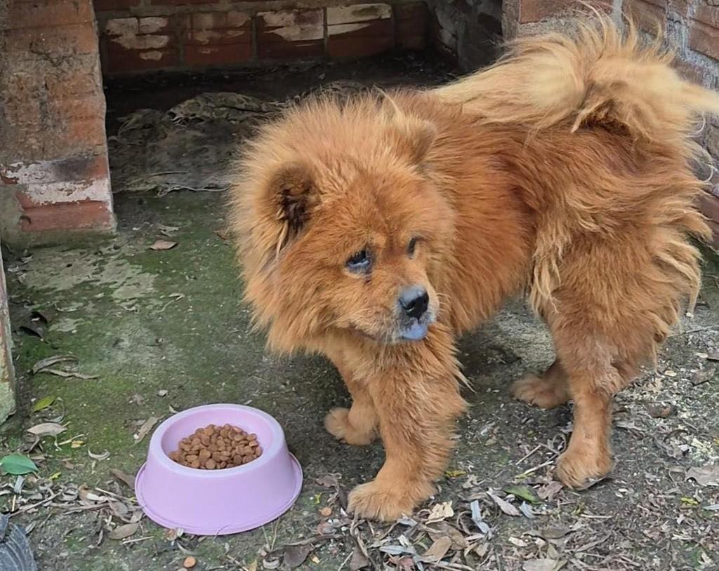 Sofia, cachorro de porte grande para adoção em Santa Rosa - RS