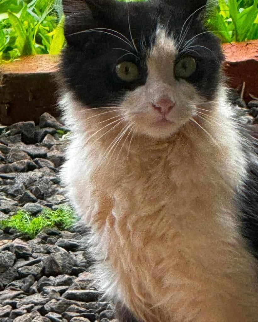 Rivelino, gato de porte médio para adoção em Santa Rosa - RS