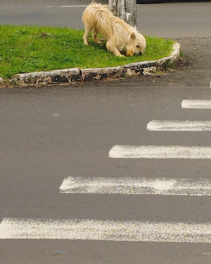 Paçoca, cachorro de porte pequeno para adoção em Santa Rosa - RS
