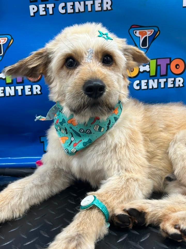 Fiapo, cachorro de porte pequeno para adoção em Santa Rosa - RS