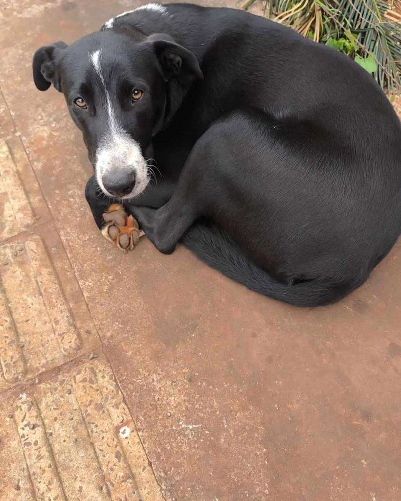Bili, cachorro de porte médio para adoção em Santa Rosa - RS