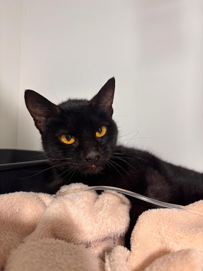 Mona, gata de porte médio para adoção em Santa Rosa - RS