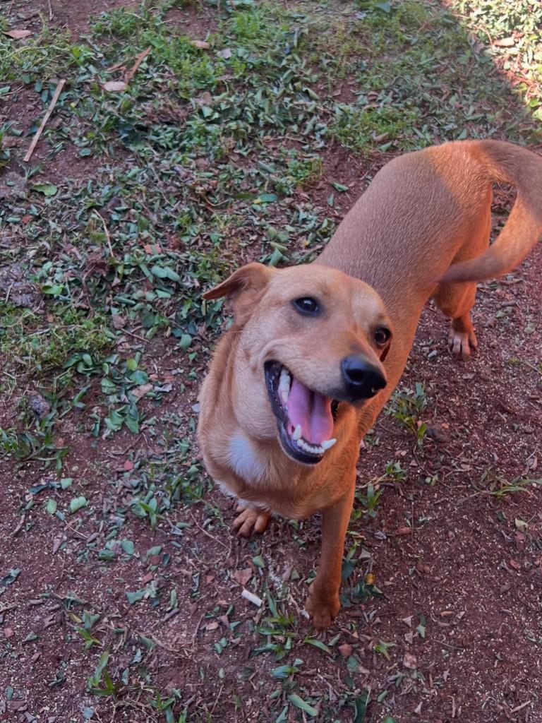 Daphyne, cadela de porte médio para adoção em Santa Rosa - RS