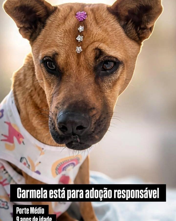 Carmela, cadela de porte médio para adoção em Santa Rosa - RS