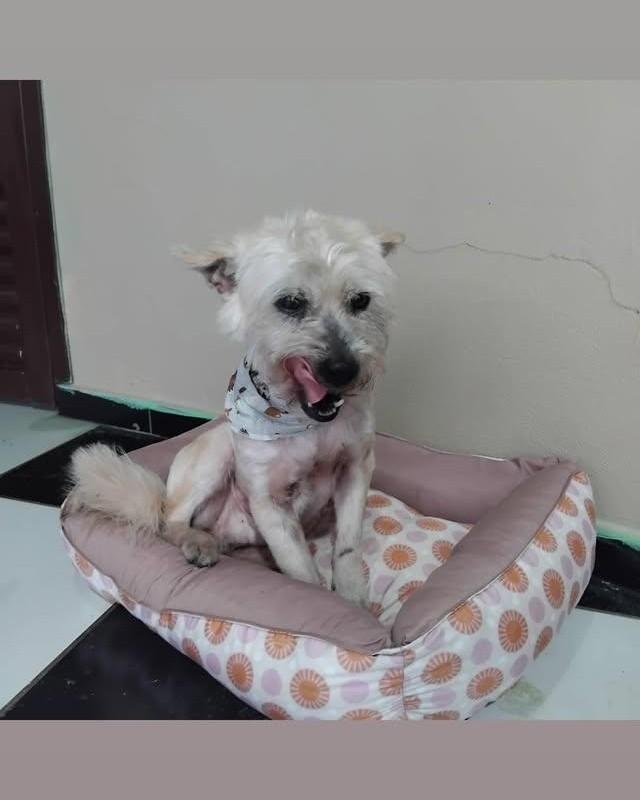 Thor, cachorro de porte médio para adoção em Santa Rosa - RS — foto 2 de 3