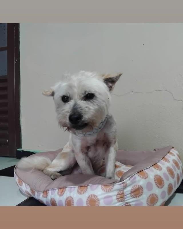 Thor, cachorro de porte médio para adoção em Santa Rosa - RS — foto 3 de 3