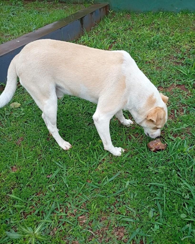 Anjinho, cachorro de porte médio para adoção em Santa Rosa - RS