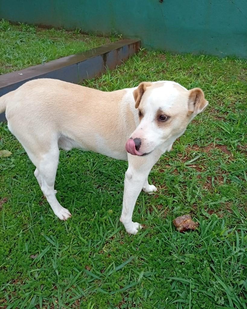 Anjinho, cachorro de porte médio para adoção em Santa Rosa - RS — foto 2 de 2