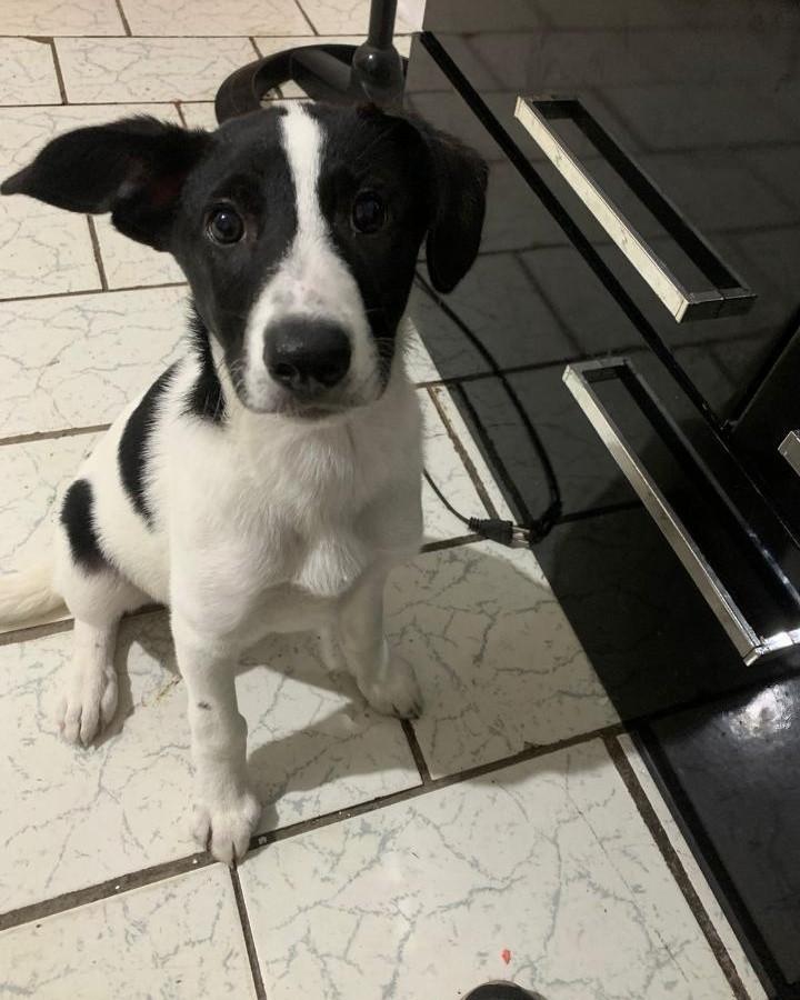 Jax Betovem, cachorro de porte médio para adoção em Santa Rosa - RS