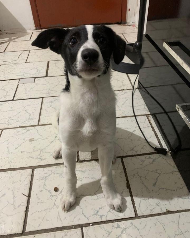 Jax Betovem, cachorro de porte médio para adoção em Santa Rosa - RS — foto 2 de 2