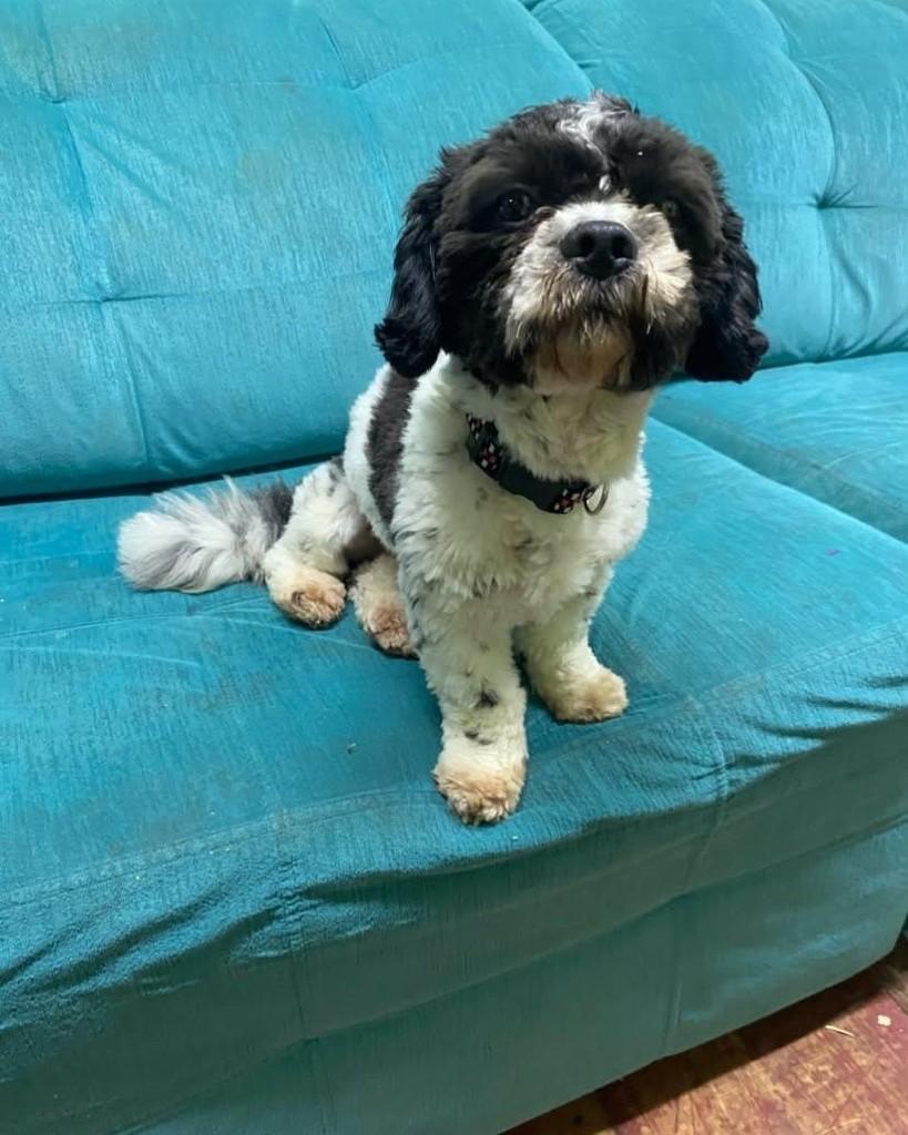 Doni, cachorro de porte pequeno para adoção em Santa Rosa - RS