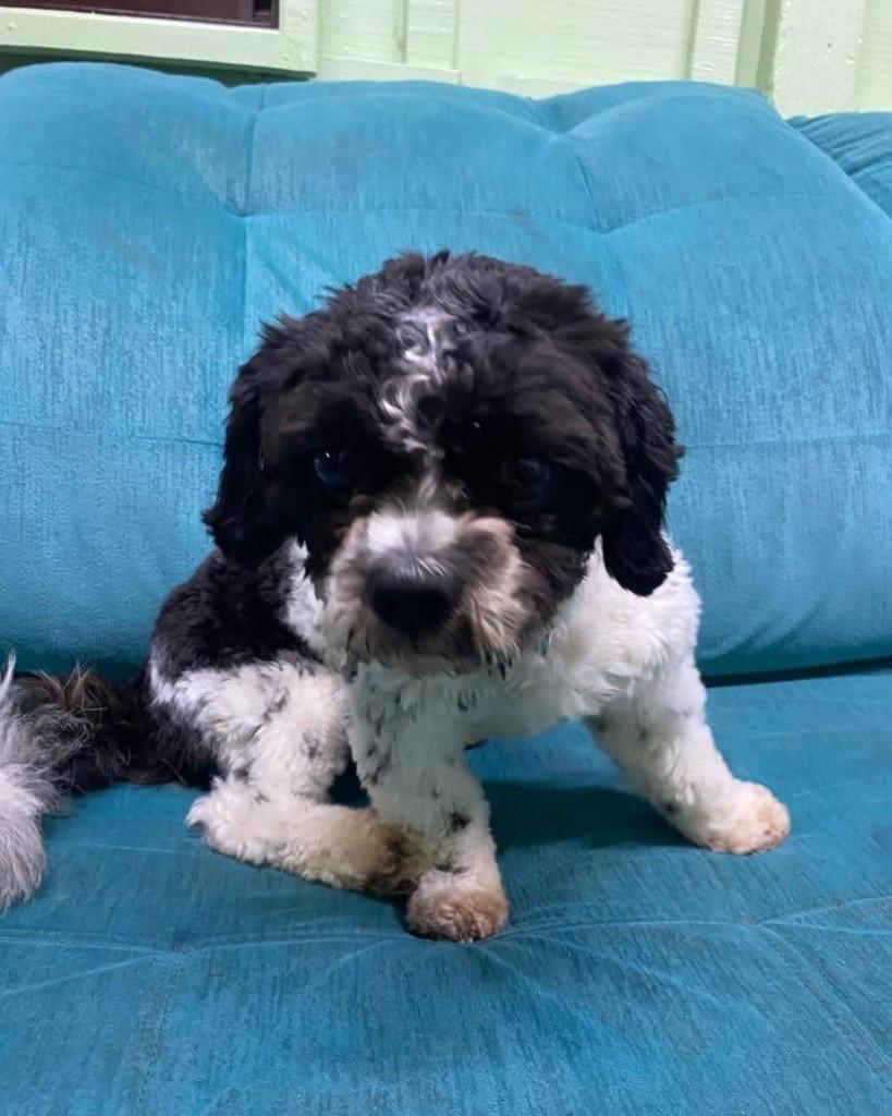 Doni, cachorro de porte pequeno para adoção em Santa Rosa - RS — foto 2 de 5