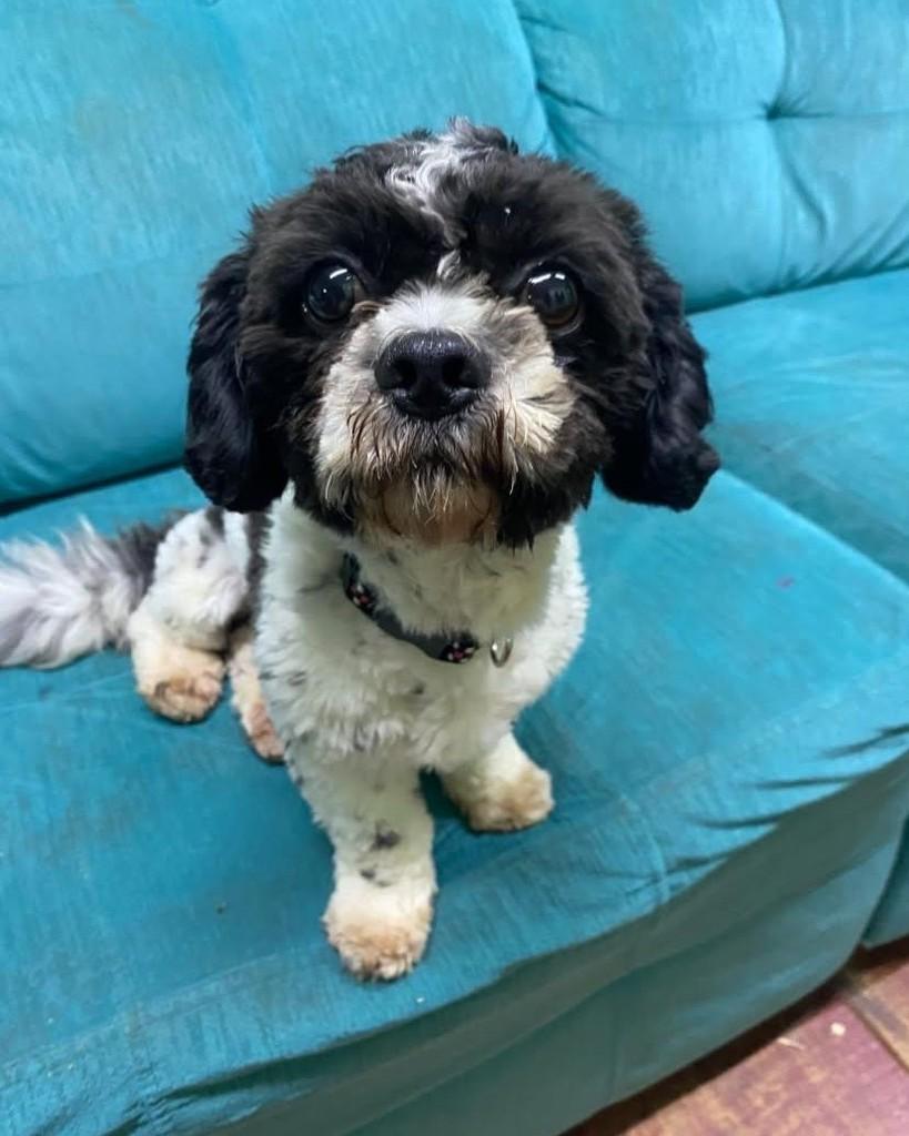 Doni, cachorro de porte pequeno para adoção em Santa Rosa - RS — foto 3 de 5
