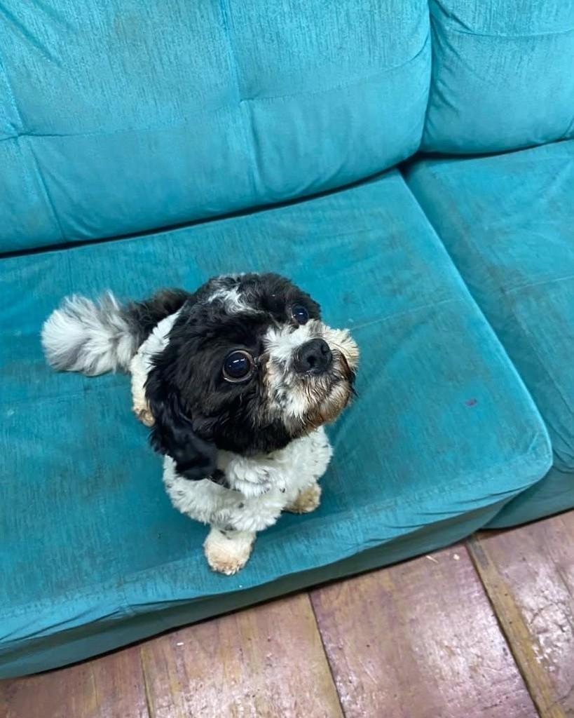 Doni, cachorro de porte pequeno para adoção em Santa Rosa - RS — foto 4 de 5