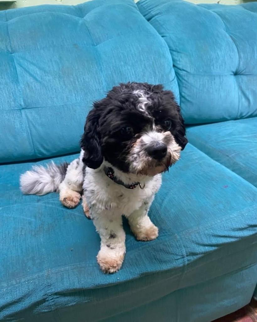 Doni, cachorro de porte pequeno para adoção em Santa Rosa - RS — foto 5 de 5