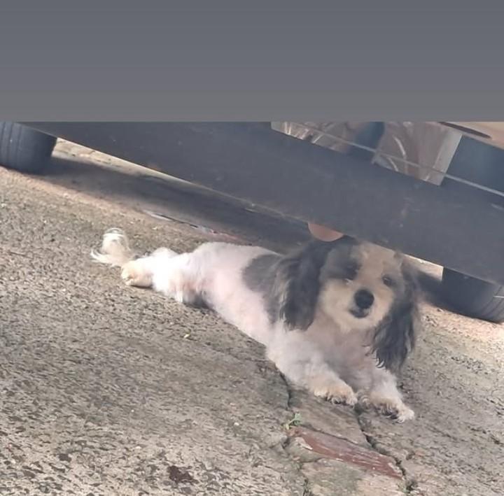 Geromel, cachorro para adoção em Santa Rosa - RS