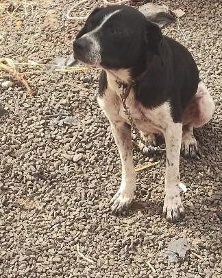 Estrela, cadela de porte médio para adoção em Santa Rosa - RS — foto 2 de 2