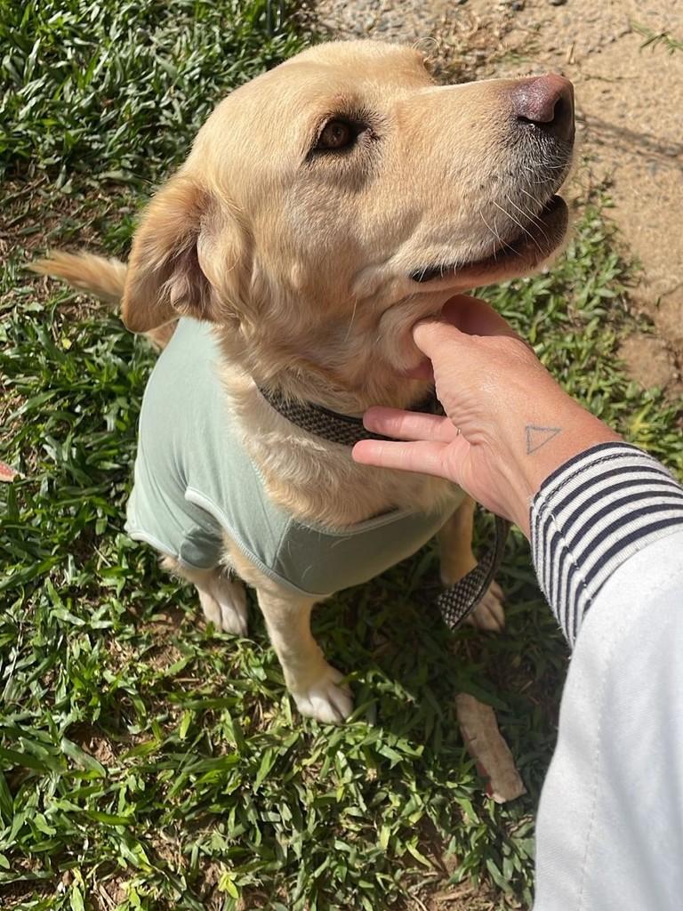 Mel, cachorro de porte médio para adoção em Garopaba - SC