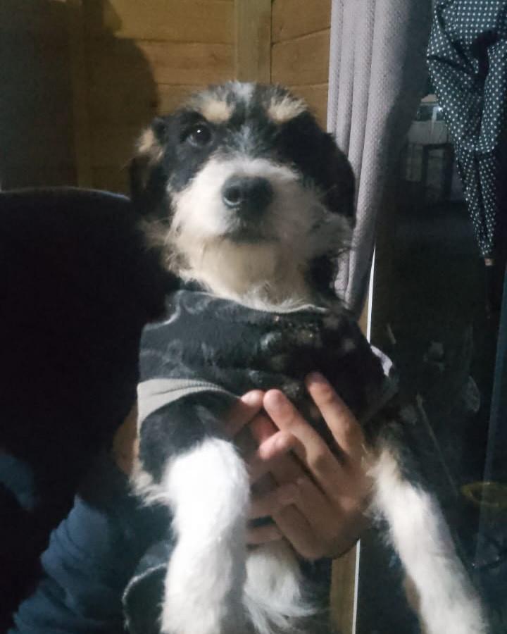 Zeus, cachorro de porte pequeno para adoção em Garopaba - SC
