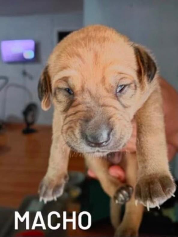 Mãezinha, cadela de porte pequeno para adoção em Garopaba - SC