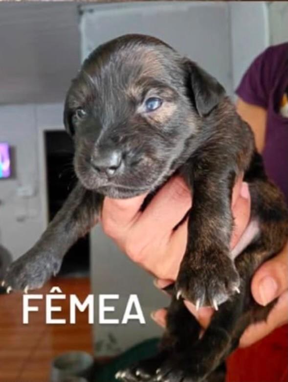 Mãezinha, cadela de porte pequeno para adoção em Garopaba - SC — foto 2 de 3