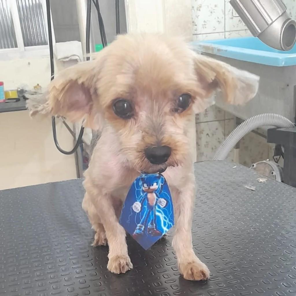 Toddynho, cachorro de porte pequeno para adoção em Vila Velha - ES
