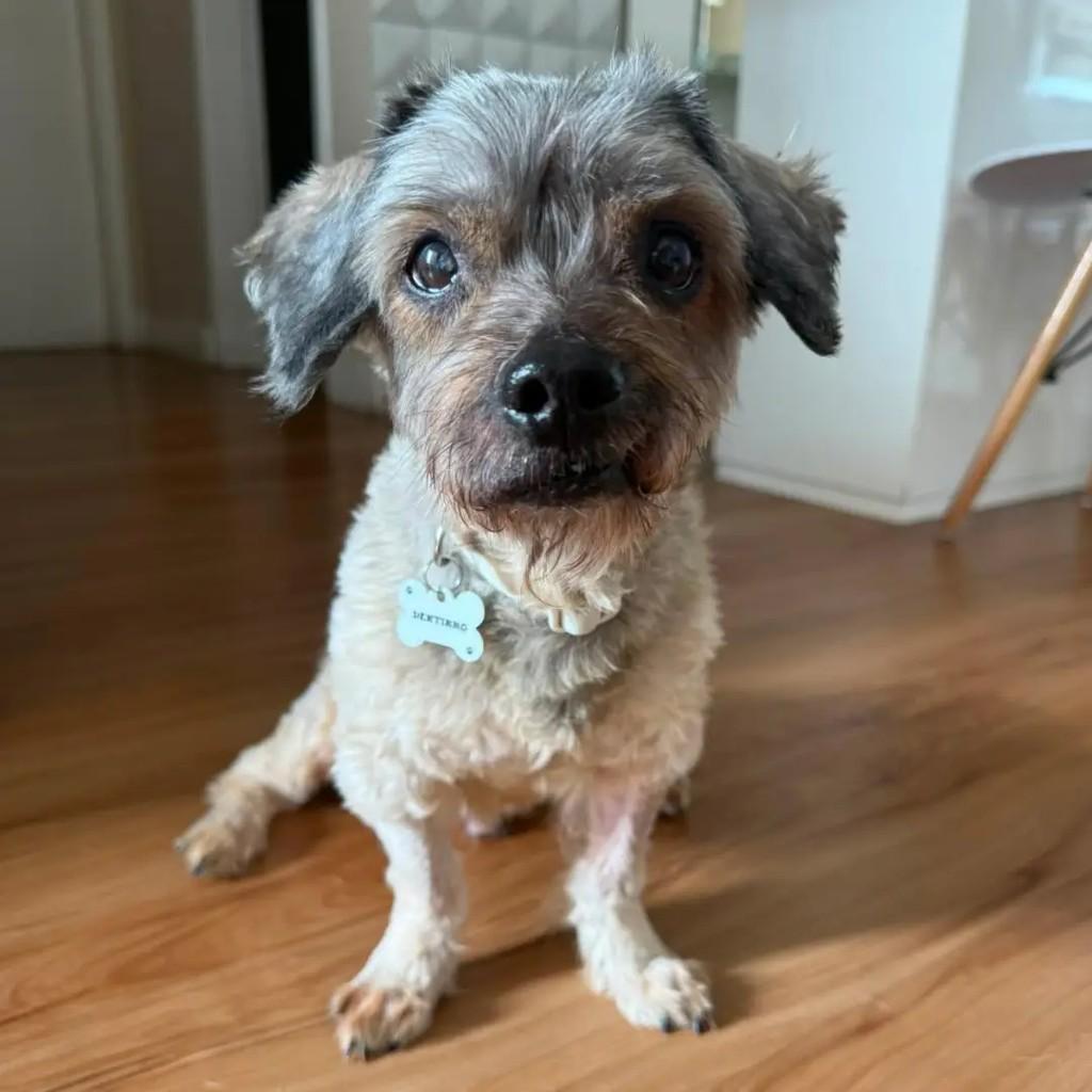 Dentinho, cachorro de porte médio para adoção em Vila Velha - ES