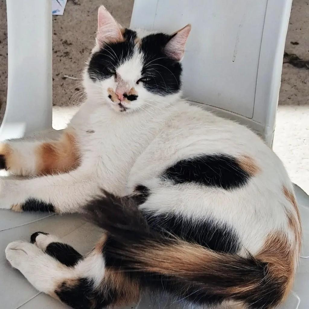 Lua, gata de porte pequeno para adoção em Vila Velha - ES