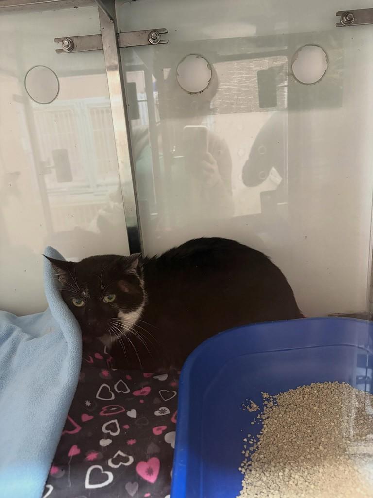 Freddy, gato de porte pequeno para adoção em Nova Prata - RS