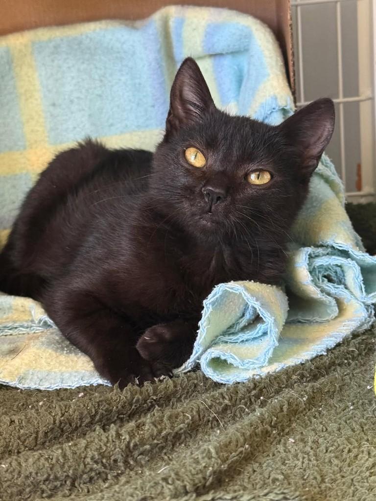 Cacau, gato de porte pequeno para adoção em Nova Prata - RS