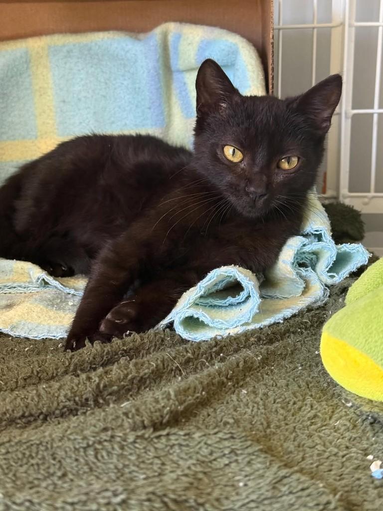 Cacau, gato de porte pequeno para adoção em Nova Prata - RS — foto 2 de 2