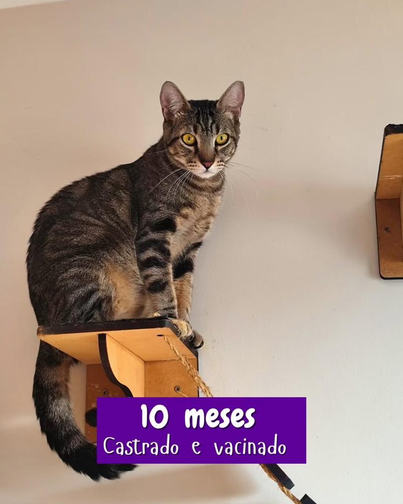 Barney, gato de porte pequeno para adoção em Goiânia - GO