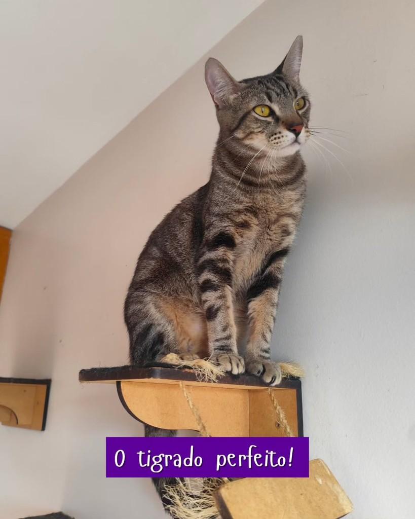 Barney, gato de porte pequeno para adoção em Goiânia - GO — foto 2 de 3