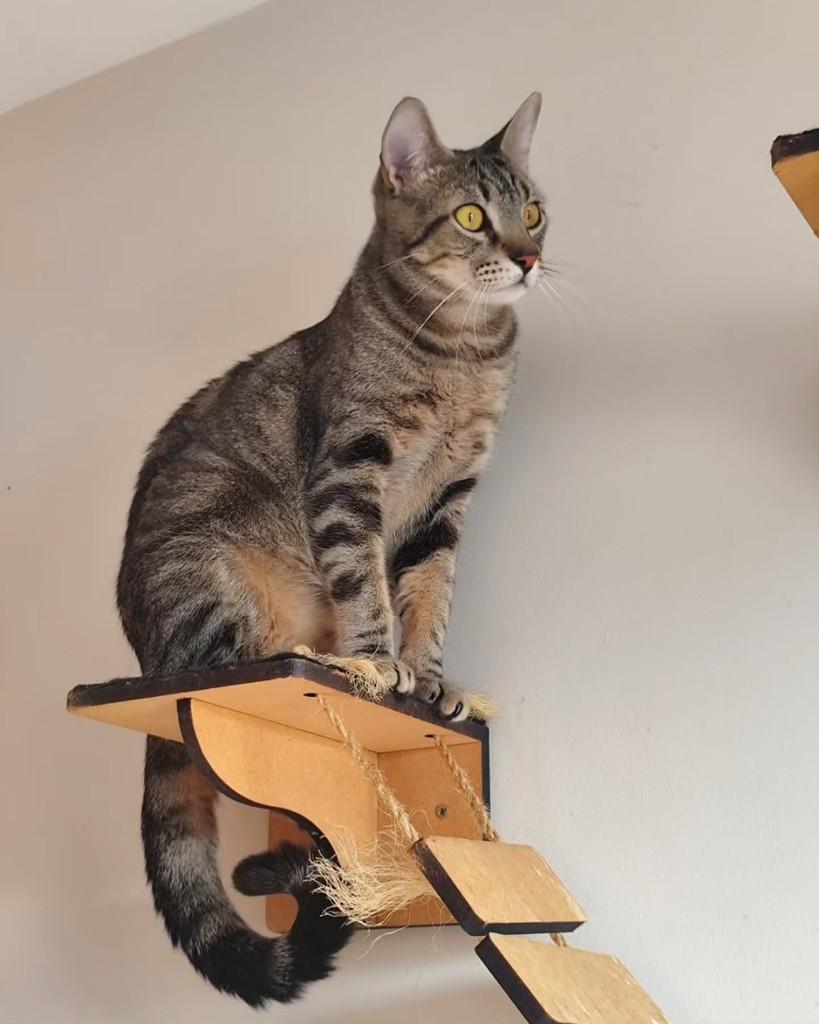 Barney, gato de porte pequeno para adoção em Goiânia - GO — foto 3 de 3