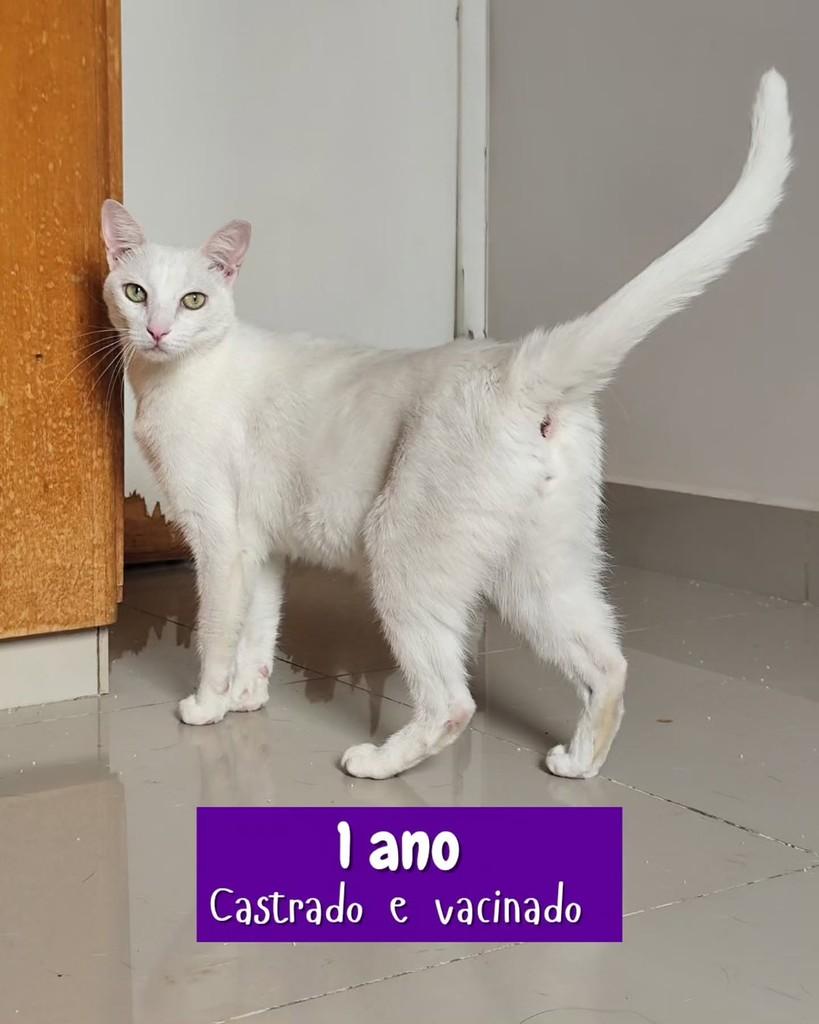 Apolo, gato de porte pequeno para adoção em Goiânia - GO