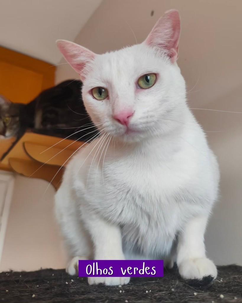 Apolo, gato de porte pequeno para adoção em Goiânia - GO — foto 2 de 5