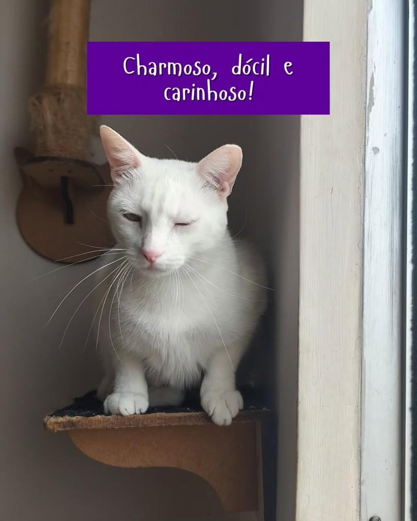 Apolo, gato de porte pequeno para adoção em Goiânia - GO — foto 3 de 5