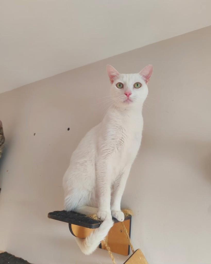 Apolo, gato de porte pequeno para adoção em Goiânia - GO — foto 4 de 5