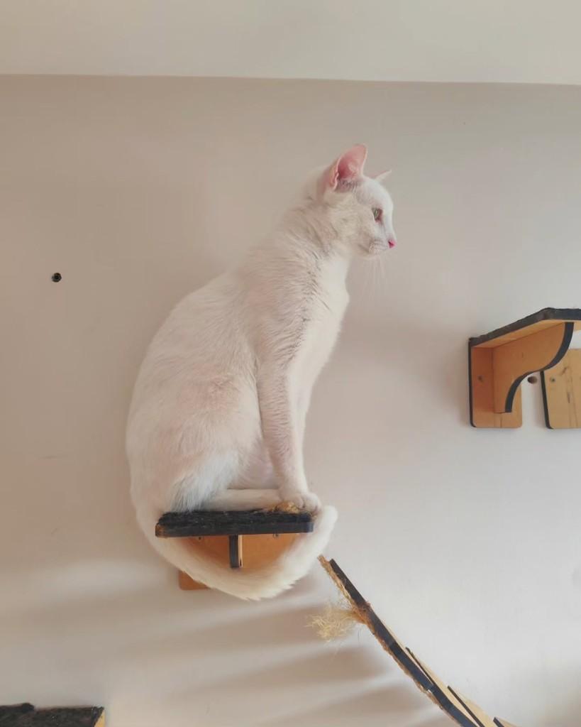 Apolo, gato de porte pequeno para adoção em Goiânia - GO — foto 5 de 5