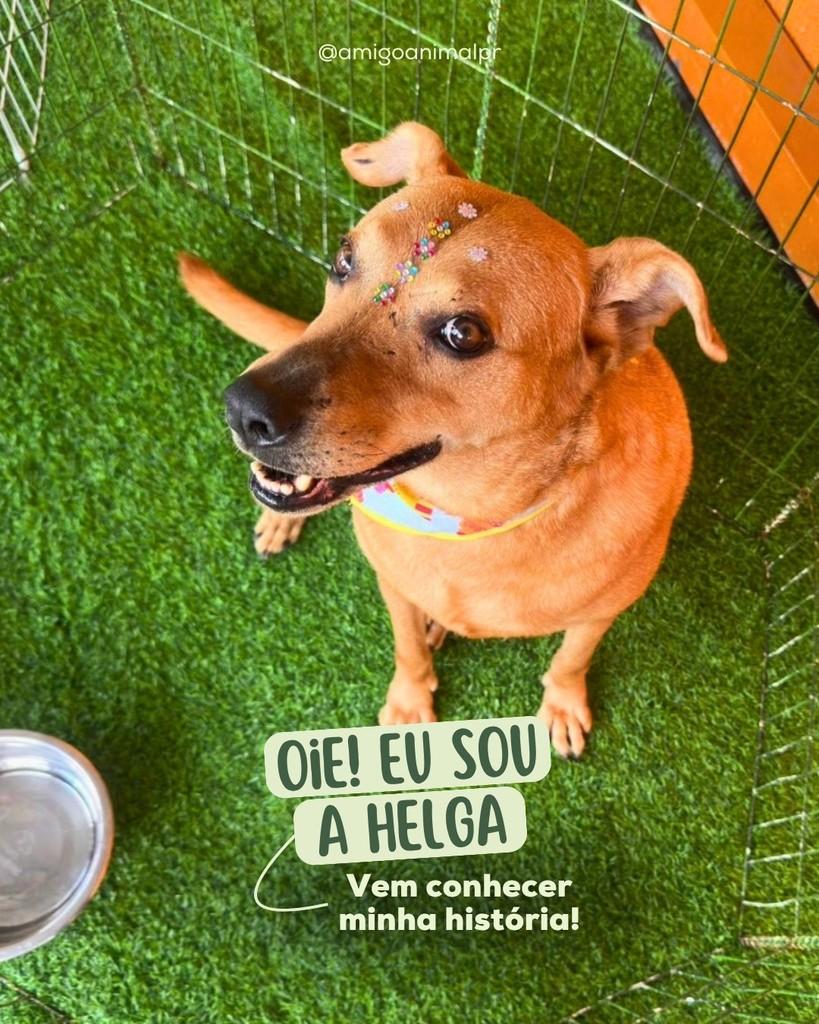 Helga, cachorro de porte pequeno para adoção em Curitiba - PR
