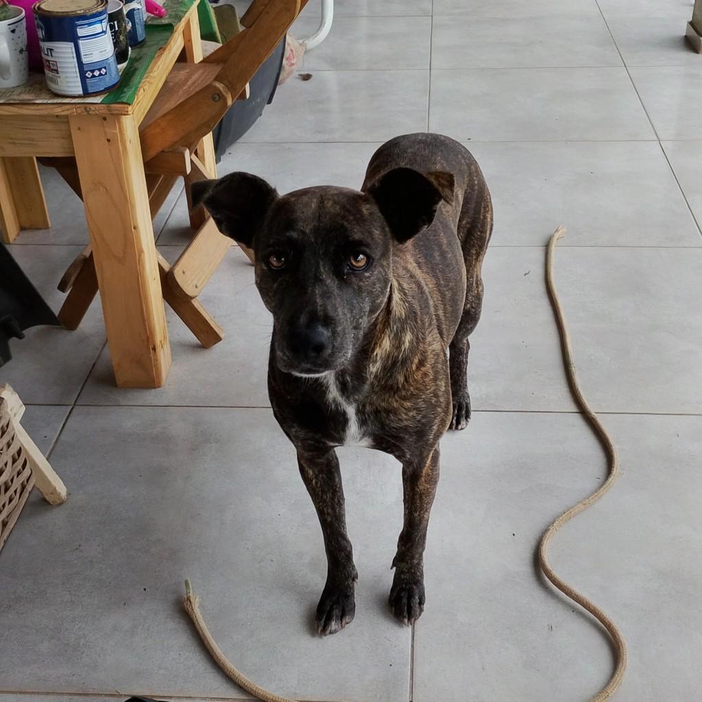 Ravena, cachorro de porte médio para adoção em Venâncio Aires - RS