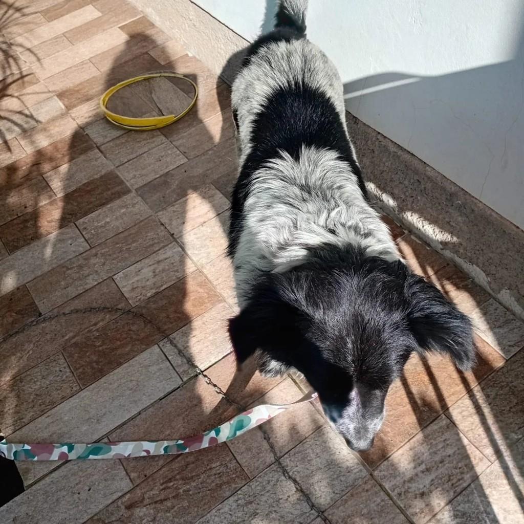 Cachorrinha, cadela de porte pequeno para adoção em Venâncio Aires - RS