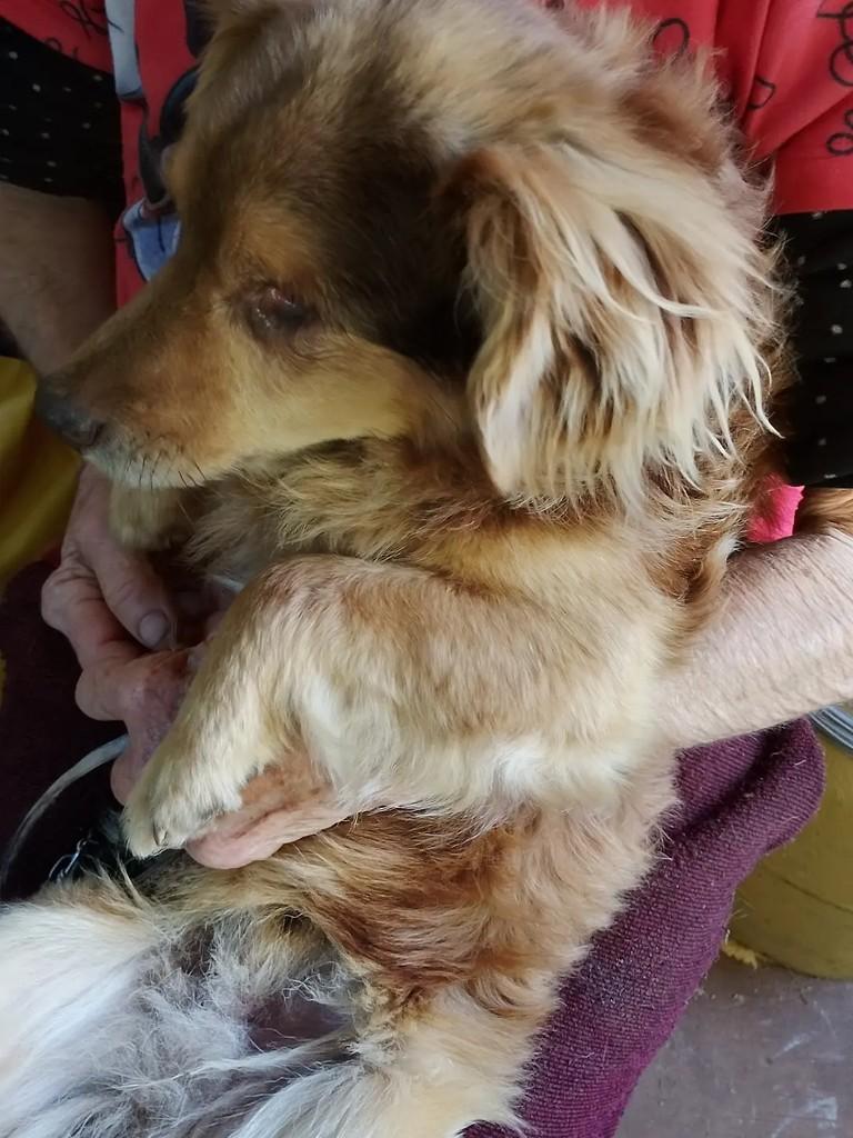 Jhony, cachorro de porte pequeno para adoção em Venâncio Aires - RS