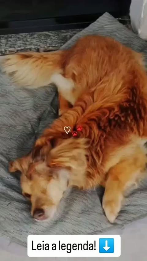 Johnny, cachorro de porte pequeno para adoção em Venâncio Aires - RS