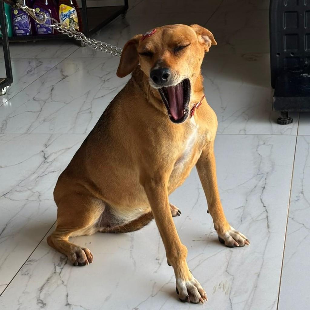 Melissa, cadela de porte médio para adoção em Formosa - GO