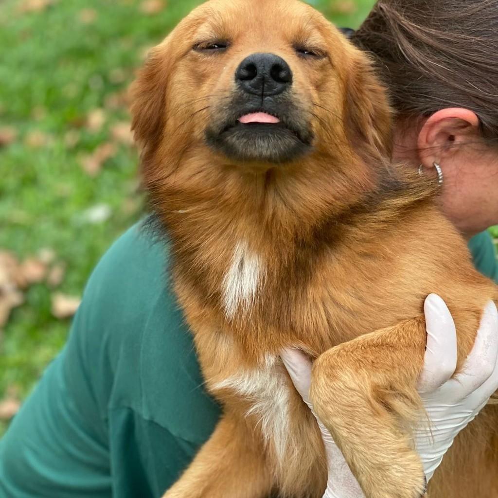 Alecrim, cachorro de porte médio para adoção em Canguçu - RS
