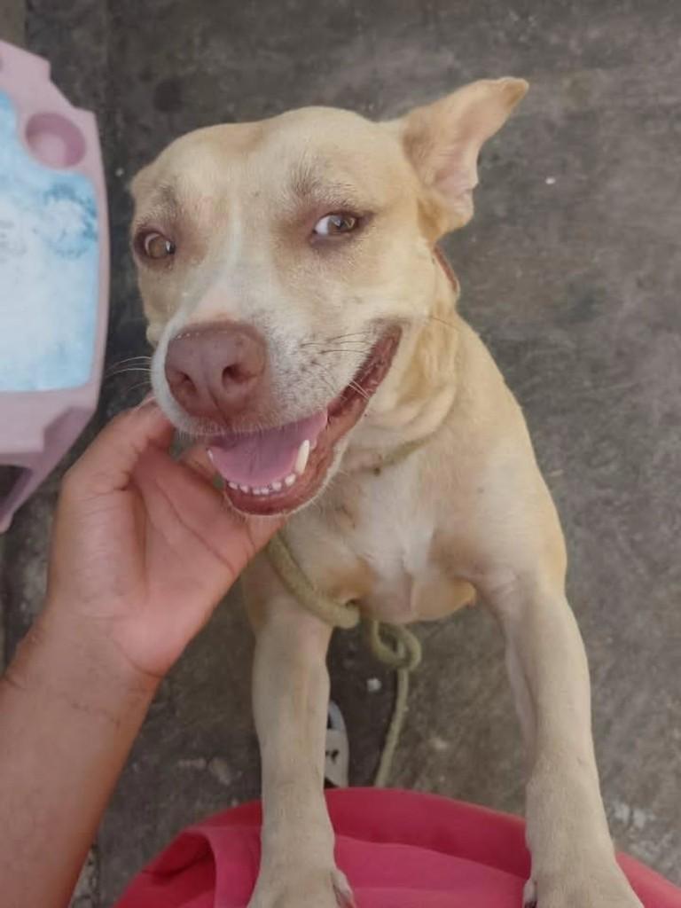Pittbulzinha, cachorro de porte médio para adoção em Guaranésia - MG